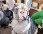 Собаки в Санкт-Петербурге: Шикарный щенки французский бульдог Мальчик, 60 000 руб. - фото 1