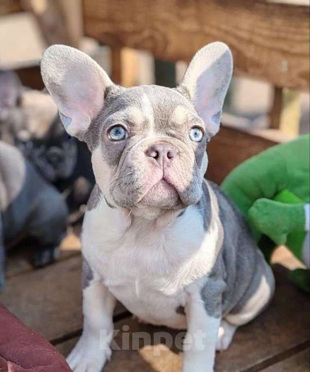 Собаки в Санкт-Петербурге: Шикарный щенки французский бульдог Мальчик, 60 000 руб. - фото 1