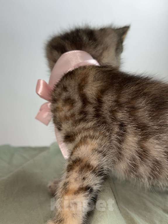 Кошки в Москве: Девочка «Рыжее пятнышко» Девочка, 1 000 руб. - фото 3