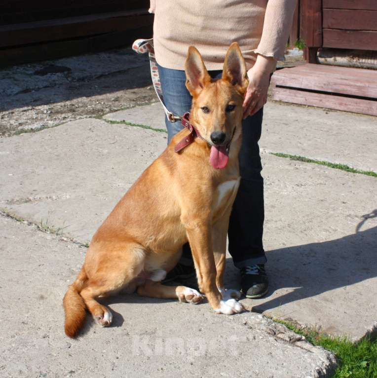 Собаки в Москве: Красавчик Лео очень хочет домой Мальчик, Бесплатно - фото 3