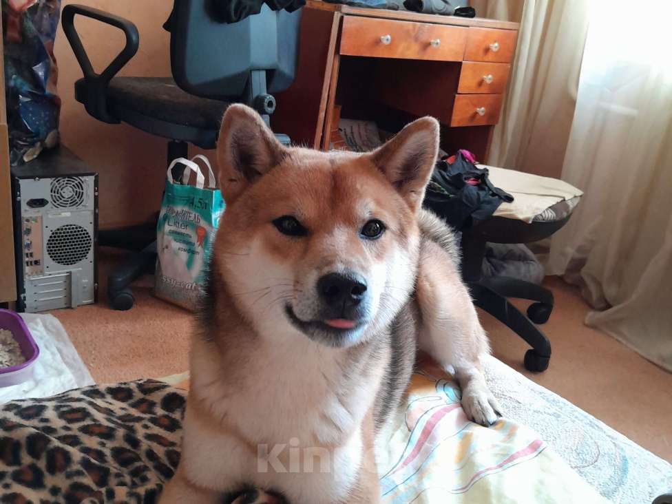Собаки в Твери: Продаётся умный пёс породы Сиба-Ину Мальчик, Бесплатно - фото 1