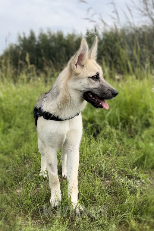 Собаки в Москве: БОНИ. Необыкновенная красотка. (Не овчарка) Девочка, 1 руб. - фото 6