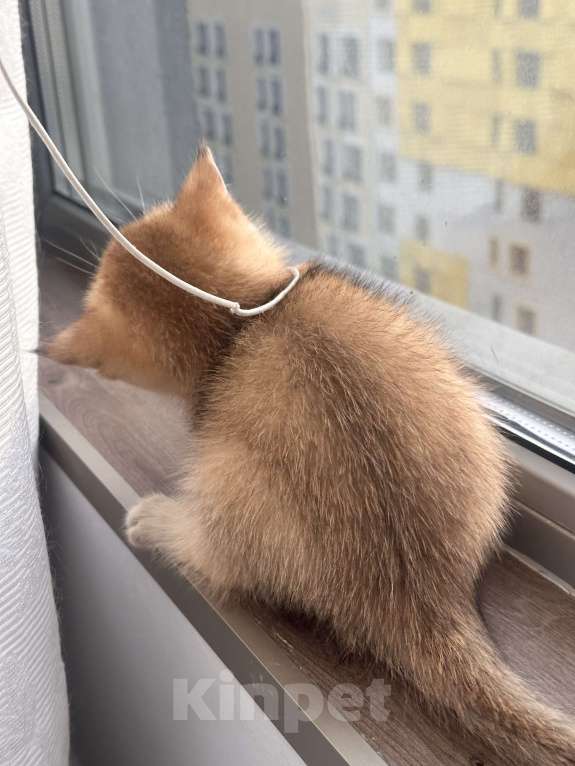 Кошки в других городах Московской области: Британская золотая шиншилла котята ny 12, ny 11, ny 25 Девочка, 35 000 руб. - фото 3