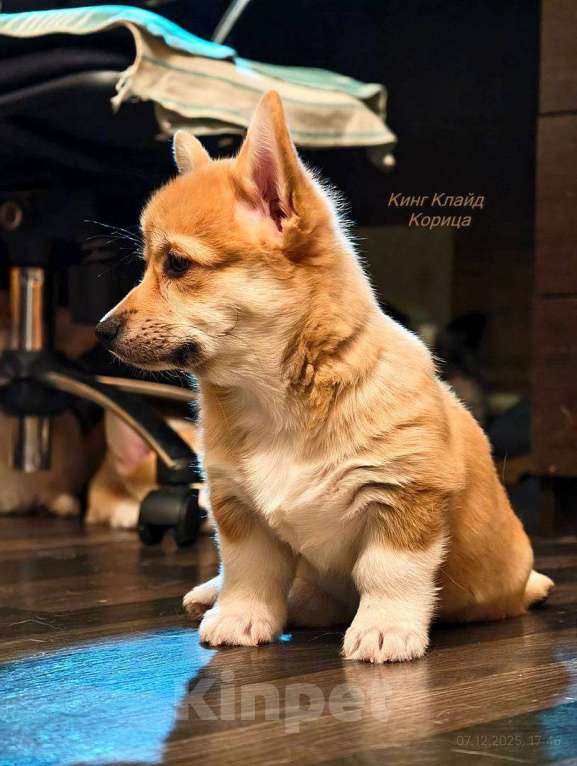 Собаки в Волгограде: Щенки вельш корги пемброк  Девочка, 50 000 руб. - фото 2