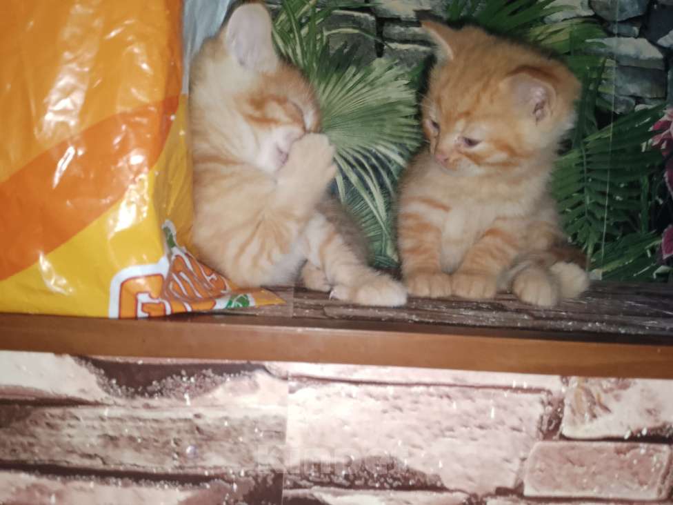 Кошки в Москве: Котята в добрые руки Мальчик, Бесплатно - фото 8