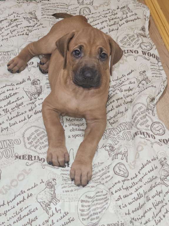 Собаки в Киржаче: Щенки родезийского риджбека Мальчик, Бесплатно - фото 1