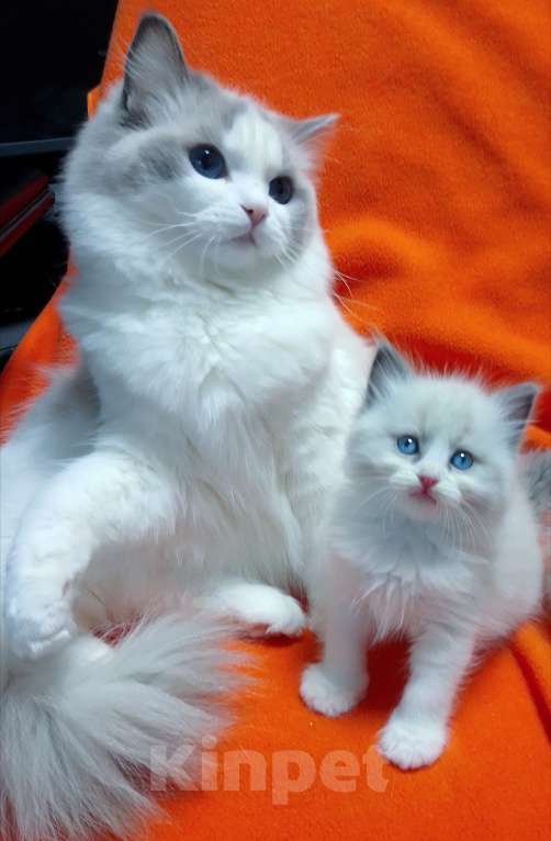 Кошки в Москве: Лучшие котята Рэгдолл к 14 февраля. Спешите забронировать! Мальчик, 100 000 руб. - фото 1