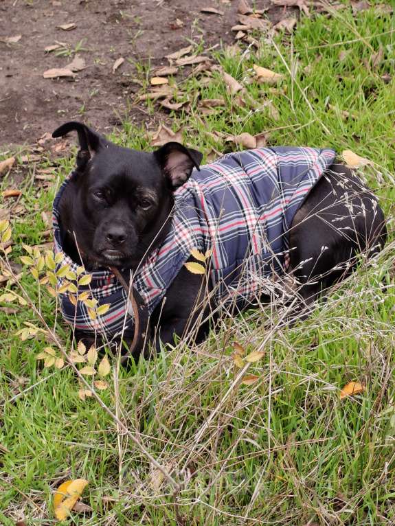 Собаки в Ростове-на-Дону: Пропал пес Мальчик, Бесплатно - фото 2