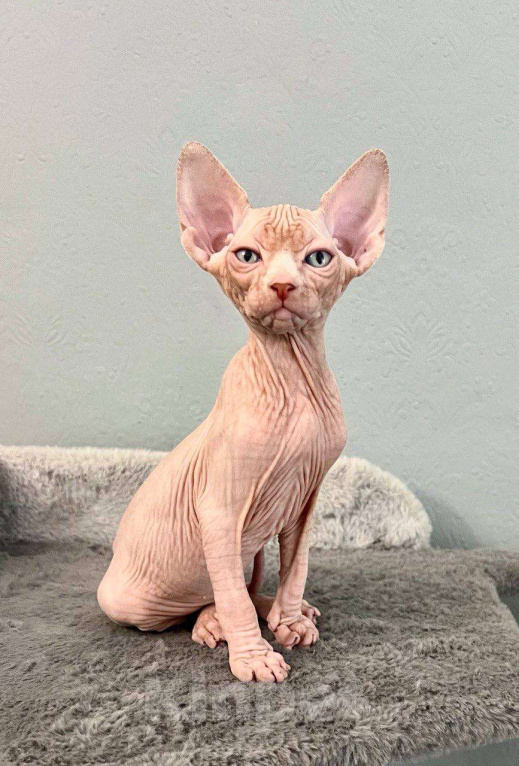 Кошки в Москве: Канадский сфинкс Мальчик, 75 000 руб. - фото 3