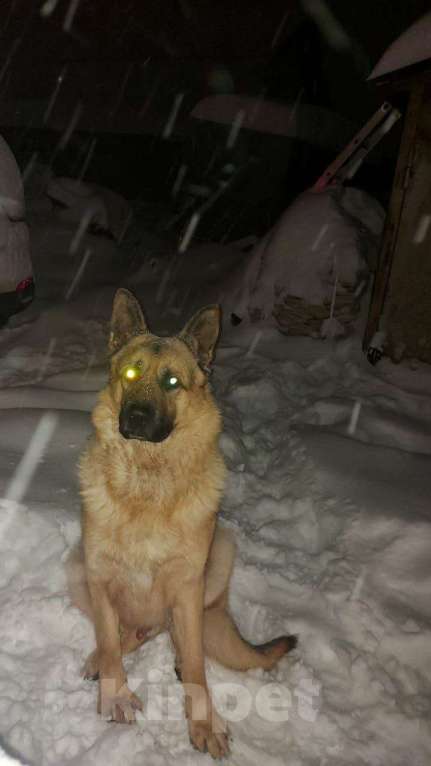 Собаки в Екатеринбурге: Потерялась овчарка 26.12.25, В районе Серовского тракта, 19-й км Мальчик, 5 000 руб. - фото 1