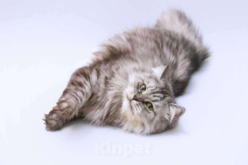 Кошки в Москве: Яркая красавица кошка Мисо в добрые руки Девочка, 1 руб. - фото 4