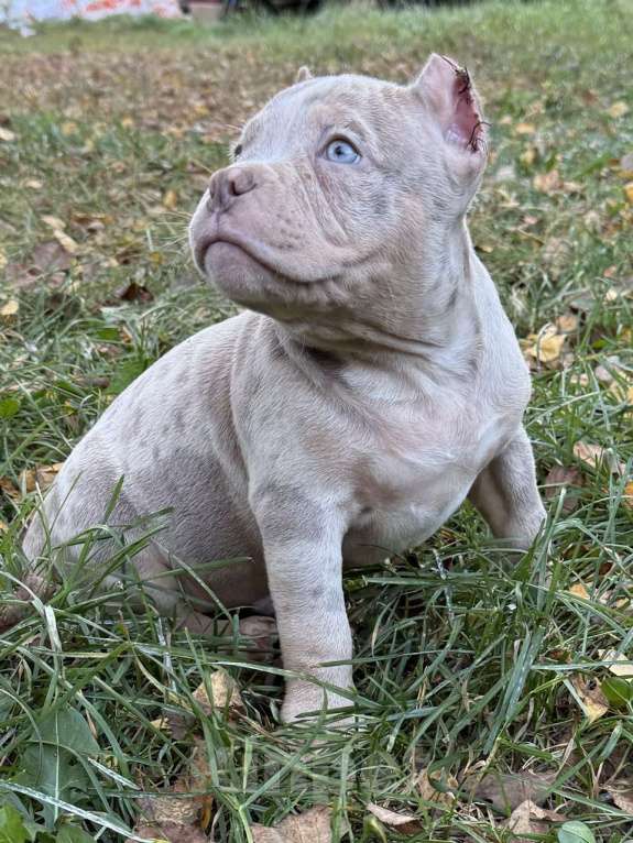 Собаки в Жуковском: Американский булли щенки покет Мальчик, 150 000 руб. - фото 2