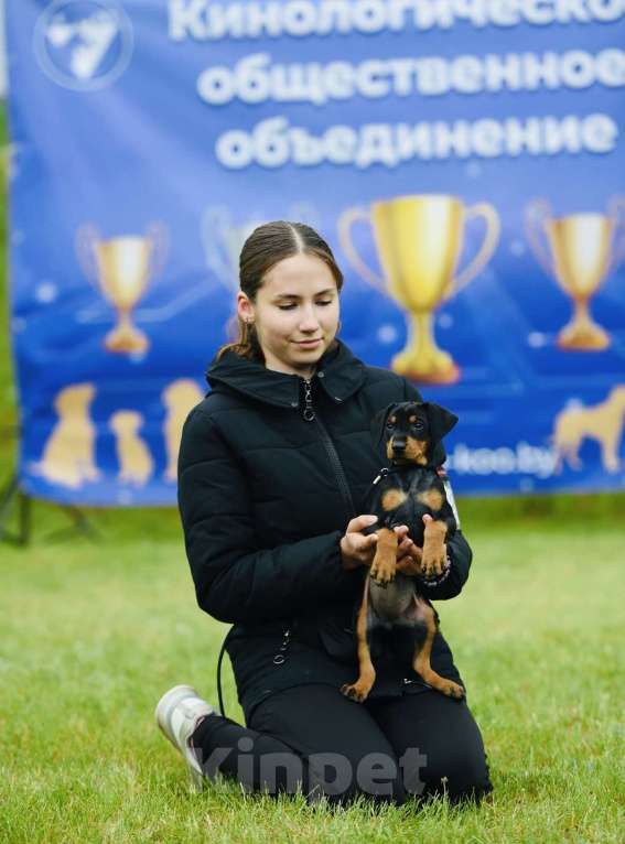 Собаки в Екатеринбурге: Щенок немецкого пинчера Девочка, 50 000 руб. - фото 4