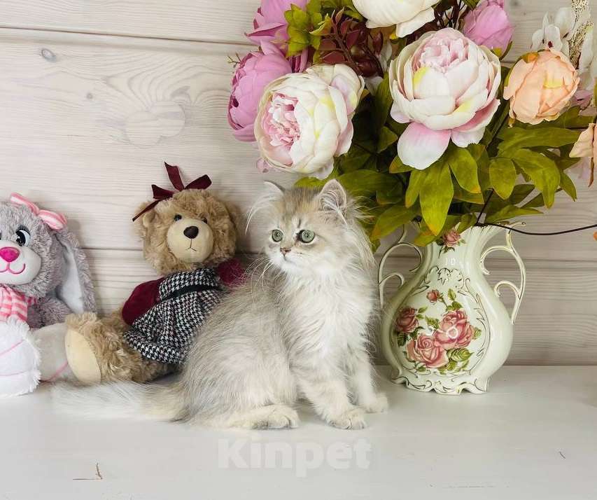 Кошки в других городах Ленинградской области: Британский котик Мальчик, 25 000 руб. - фото 3