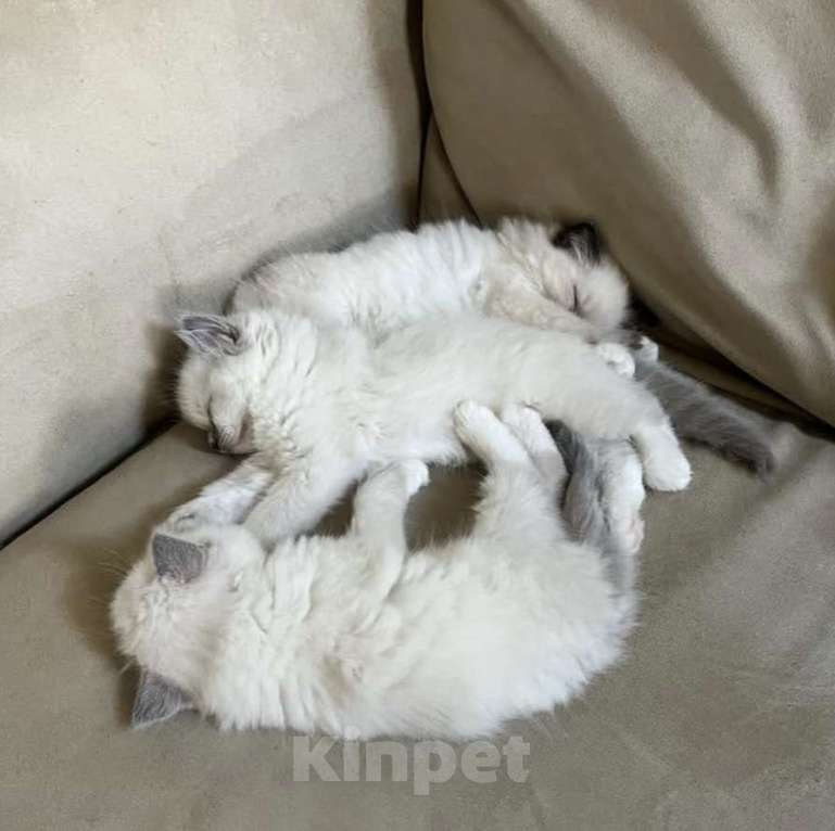 Кошки в Санкт-Петербурге: Рэгдолл котодевочки Девочка, 70 000 руб. - фото 2