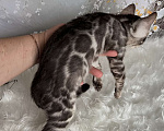 Кошки в Москве: Бенгальские котята серебро с родословной  Мальчик, Бесплатно - фото 6