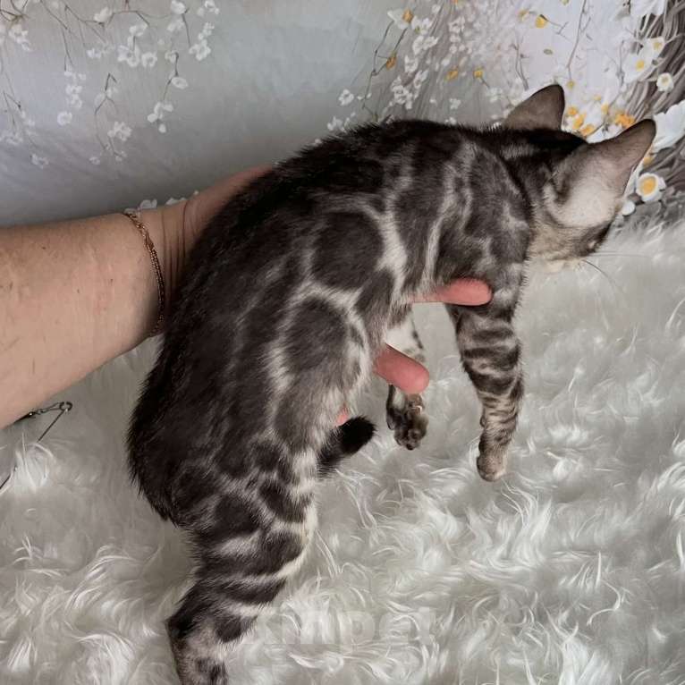 Кошки в Москве: Бенгальские котята серебро с родословной  Мальчик, Бесплатно - фото 6