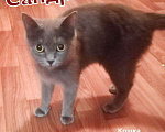 Кошки в Полярном: Молоденькая стерилизованная кошка, Бесплатно - фото 3