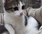 Кошки в Москве: Белый котенок с полосатыми пятнами Джулия, 3 мес, Бесплатно - фото 4