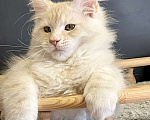 Кошки в Санкт-Петербурге: Котята Мейн Кун 3 мес, 45 000 руб. - фото 10