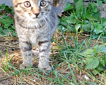 Кошки в Иваново: Отдадим в добрые руки двух замечательных котят. Мальчик, 1 руб. - фото 3