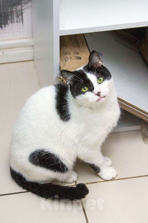 Кошки в Москве: Это Снежок. Кот, который только учится общаться с человеком. Мальчик, Бесплатно - фото 6