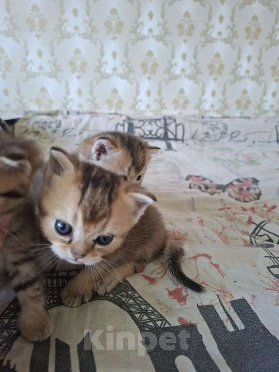 Кошки в Симферополе: 2 мальчика шотландских  Мальчик, 15 000 руб. - фото 10