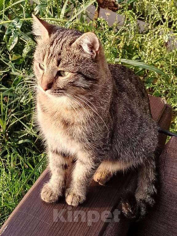 Кошки в Краснодаре: Спокойный, умный, ласковый котик ищет свой дом Мальчик, Бесплатно - фото 1