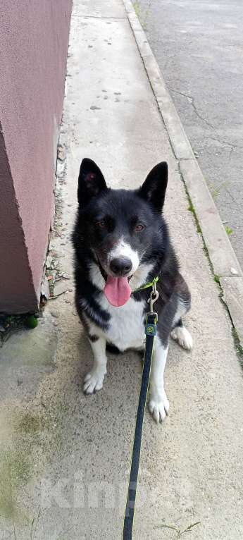 Собаки в Иркутске: Найдена собака Иркутск. Девочка, Бесплатно - фото 2