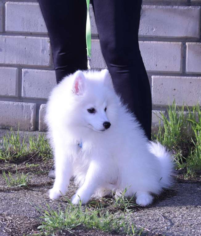 Собаки в Краснодаре: Белая Помски Девочка, 20 000 руб. - фото 5