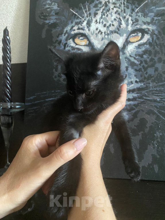 Кошки в Москве: Котята в добрые руки Мальчик, 1 руб. - фото 2