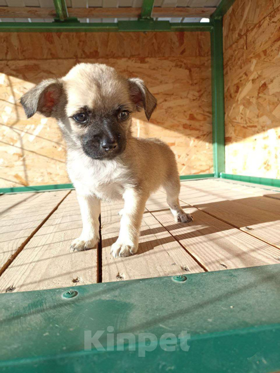 Собаки в Москве: Маленькая собачка щенок Девочка, Бесплатно - фото 2