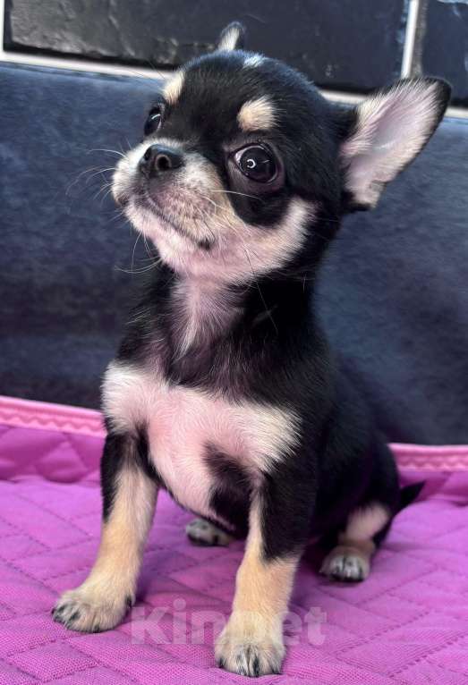 Собаки в Ростове-на-Дону: Девочка чихуахуа Девочка, 40 000 руб. - фото 2