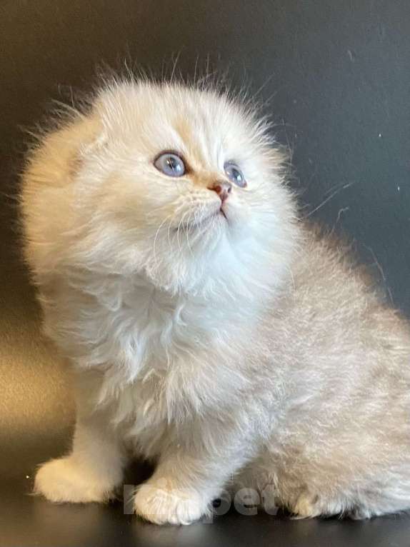 Кошки в Москве: Ариэла Девочка, 45 000 руб. - фото 5