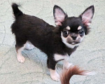 Собаки в Санкт-Петербурге: чихуахуа  мелкий  мальчик ДШ Мальчик, 50 000 руб. - фото 5