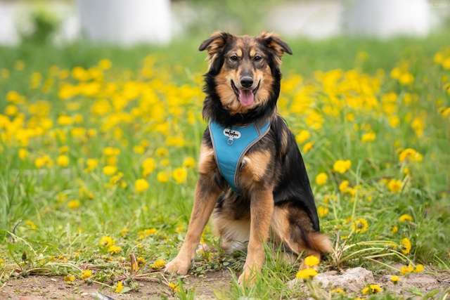 Собаки в Москве: Жасмин - свет очей, отрада души, услада сердца Девочка, Бесплатно - фото 7