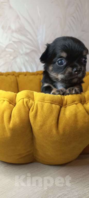 Собаки в Новосибирске: Яркие брюнеты чишки. Окрас черно подпалый.  Мальчик, Бесплатно - фото 6