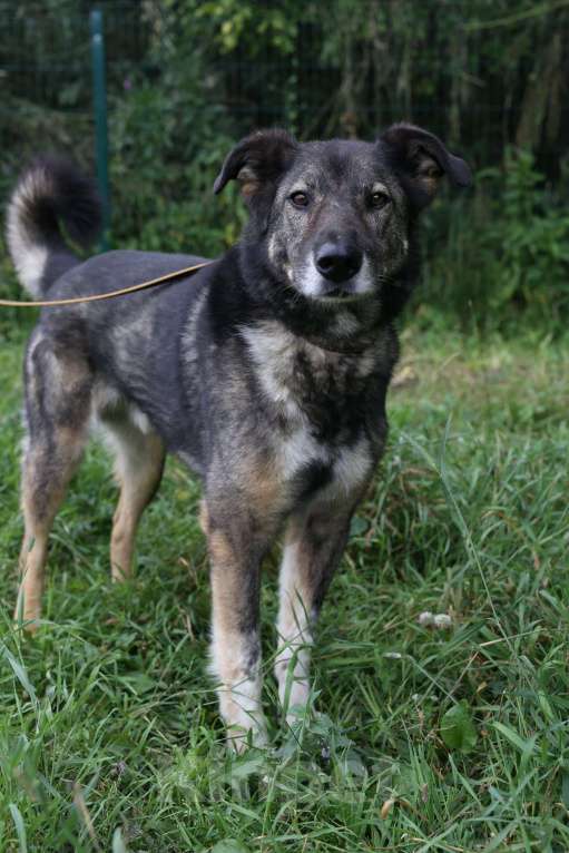 Собаки в Москве: Бон Мальчик, Бесплатно - фото 3