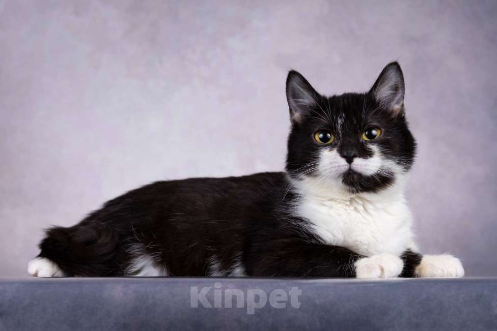 Кошки в Москве: Котенок девочка  Девочка, Бесплатно - фото 1