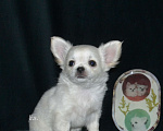 Собаки в Санкт-Петербурге: Щенки чихуахуа Мальчик, 30 000 руб. - фото 2
