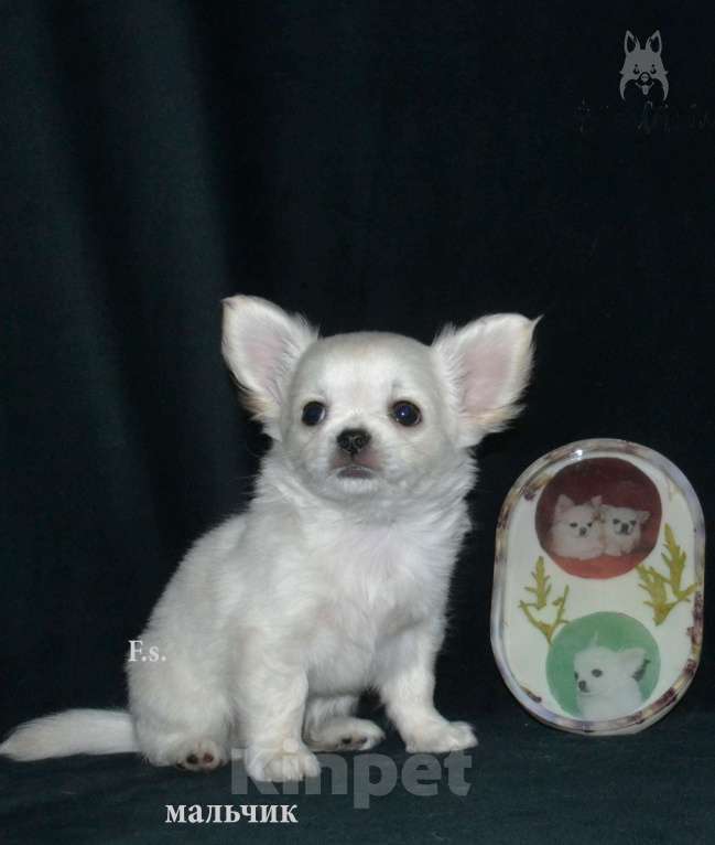 Собаки в Санкт-Петербурге: Щенки чихуахуа Мальчик, 30 000 руб. - фото 2
