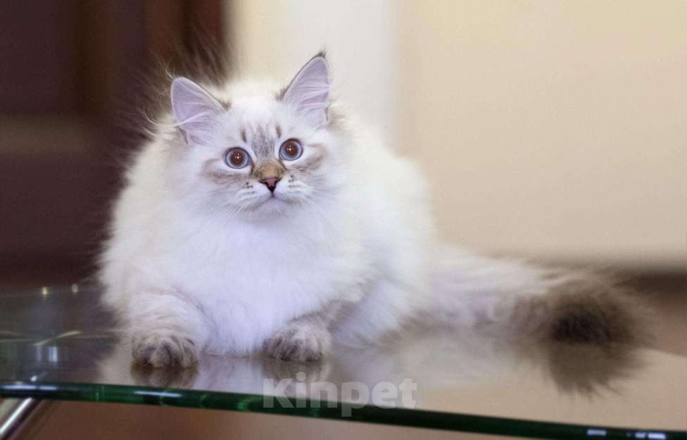 Кошки в Астрахани: Невские маскарадные котята, 35 000 руб. - фото 1