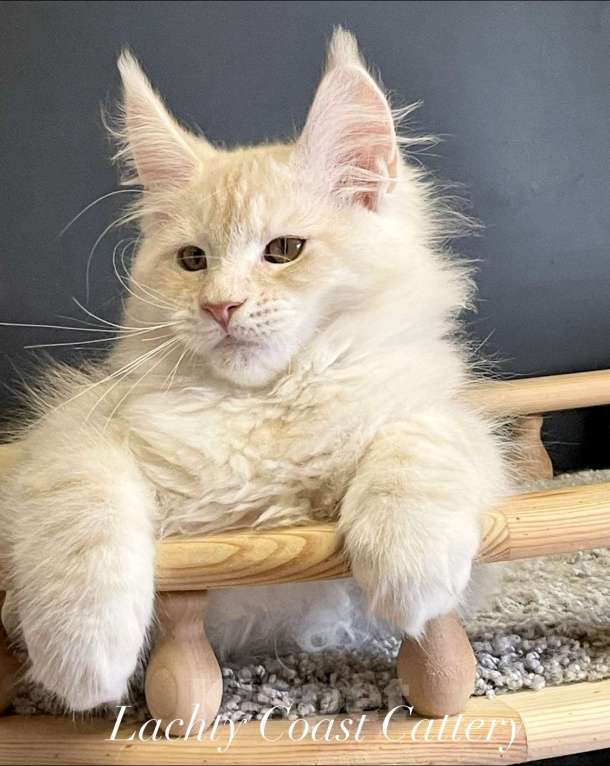 Кошки в Санкт-Петербурге: Котята Мейн Кун 3 мес, 45 000 руб. - фото 10