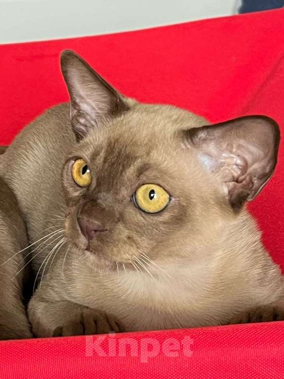 Кошки в Казани: Девчонки Бурмы Девочка, 40 000 руб. - фото 3