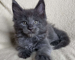 Кошки в Дмитрове: Голубой солидный мальчик мейн кун Willis Мальчик, 40 000 руб. - фото 4