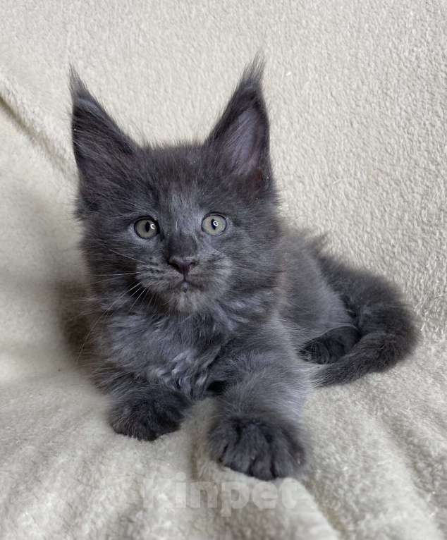 Кошки в Дмитрове: Голубой солидный мальчик мейн кун Willis Мальчик, 40 000 руб. - фото 4