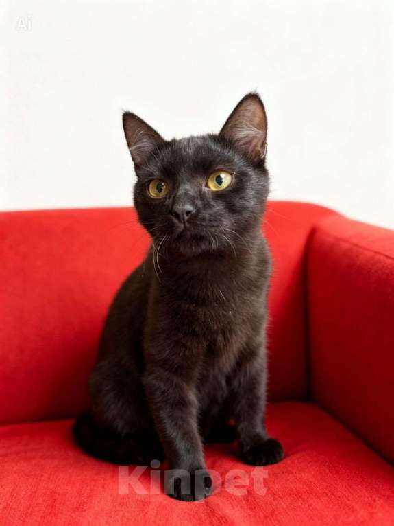 Кошки в Москве: Чёрный котёнок в добрые руки Мальчик, Бесплатно - фото 2
