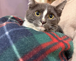 Кошки в Москве: Котенок - девочка ищет дом! Девочка, Бесплатно - фото 3
