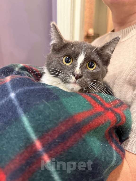 Кошки в Щелково: Жужа ищет дом! Девочка, Бесплатно - фото 3