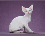 Кошки в Москве: Белые мальчики Девон-рекс Мальчик, Бесплатно - фото 2